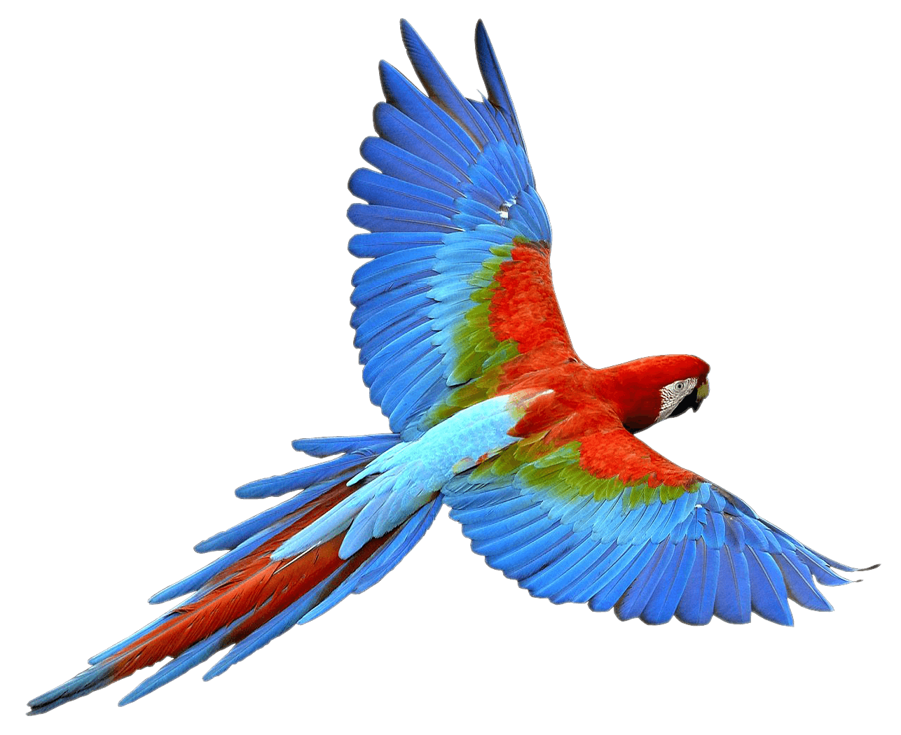 Parrot-flying